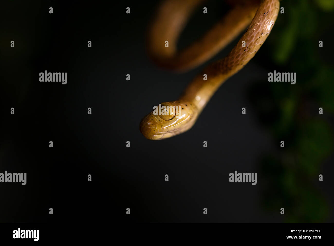 Plain blunt-testa di serpente ad albero in Costa Rica Foto Stock