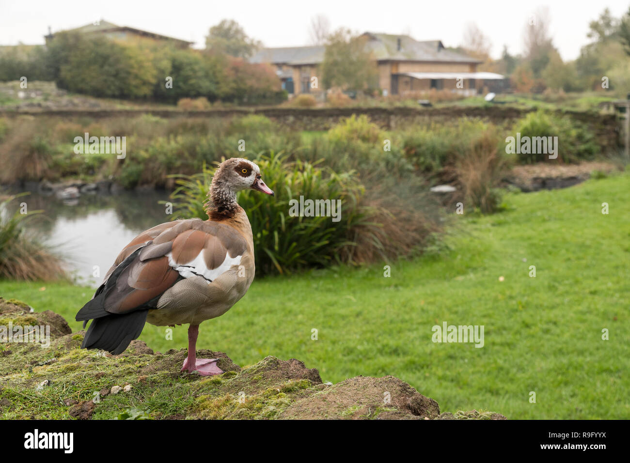 London Wetland Centre; Oca egiziana; Regno Unito Foto Stock