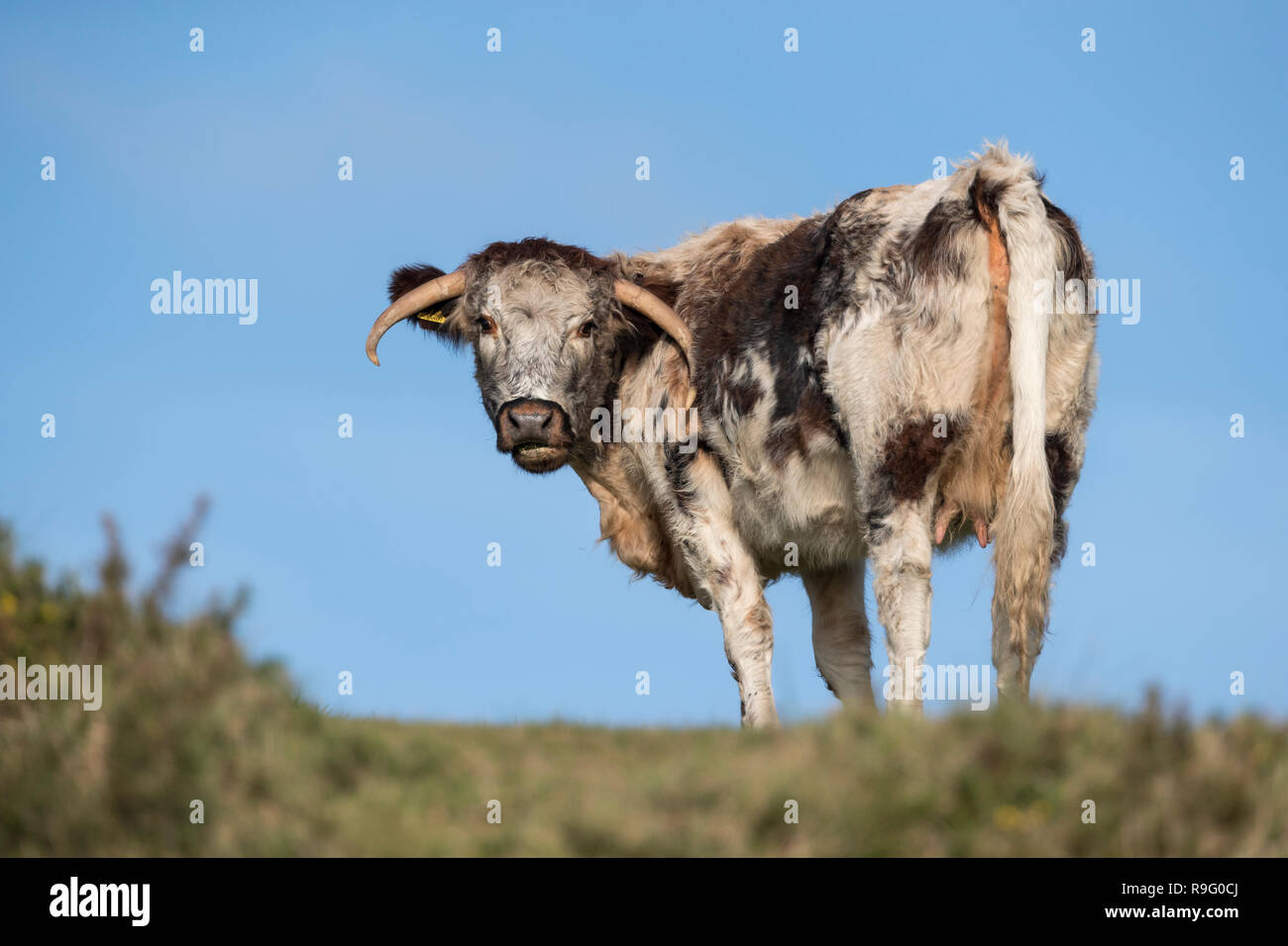 Longhorn Cow Cornwall, Regno Unito Foto Stock