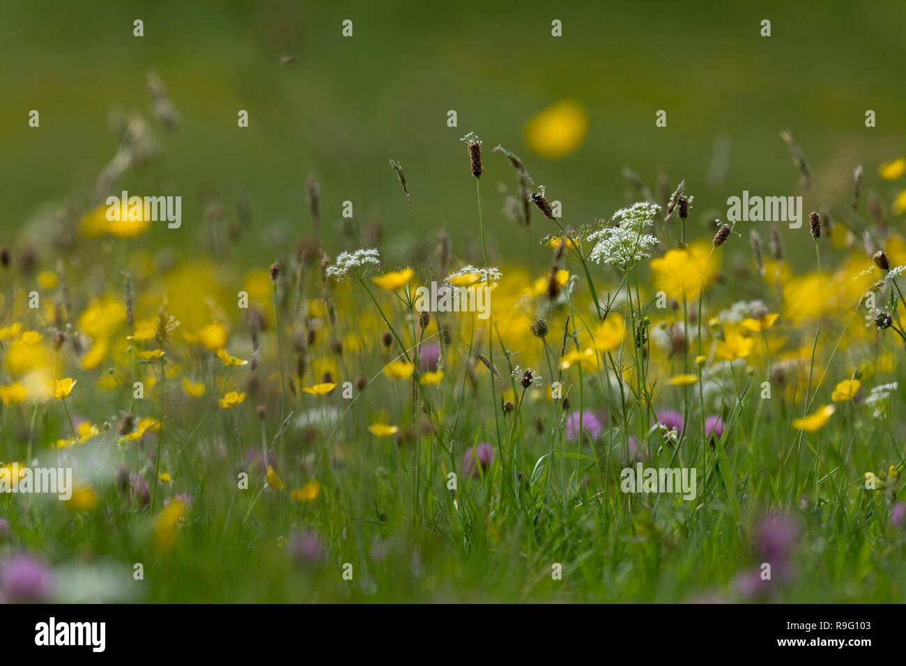 Fiori di prato; Muker; Yorkshire; Regno Unito Foto Stock