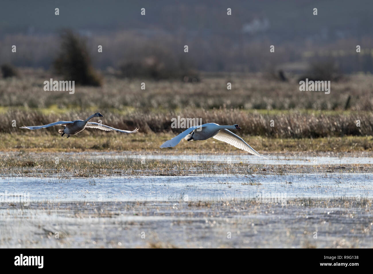 Cigno; Cygnus olor due in volo Somerset, Regno Unito Foto Stock