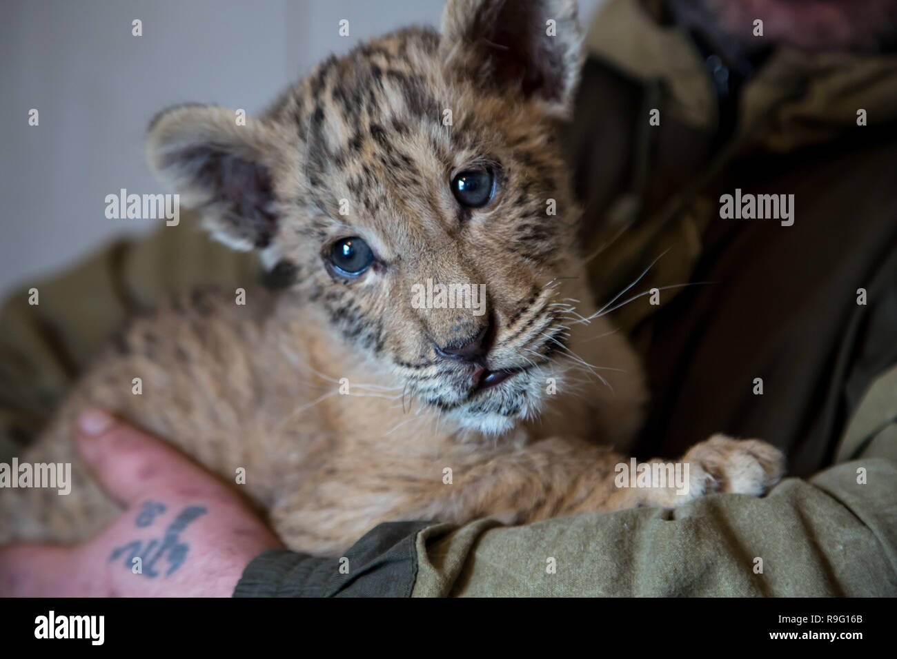 Ritratto di liliger, Lion e liger cub, risultato di sono incrociati, il gatto più grande al mondo. Foto Stock