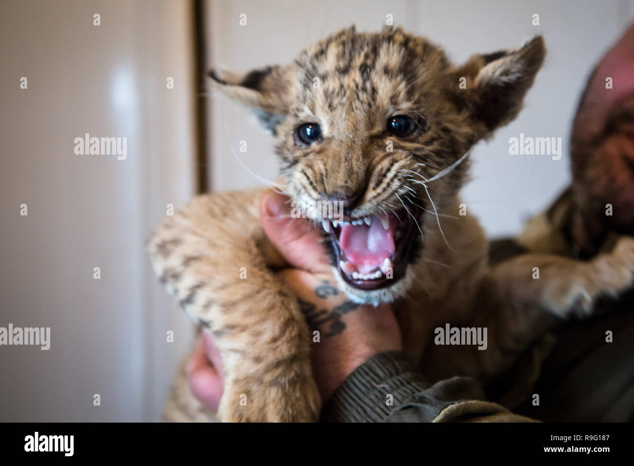 Ritratto di liliger, Lion e liger cub, risultato di sono incrociati, il gatto più grande al mondo. Foto Stock