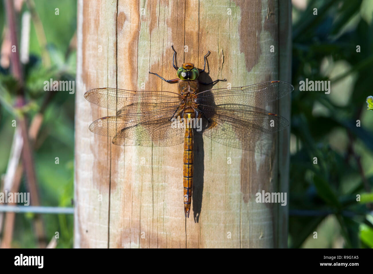 Norfolk Hawker; Aeshna isoceles Norfolk, Regno Unito Foto Stock