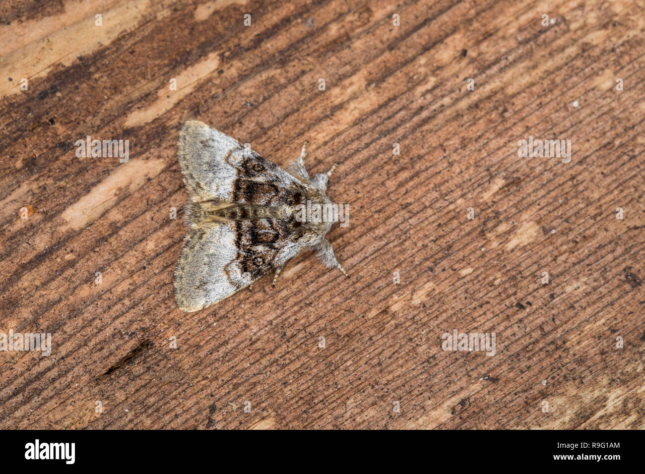 Il dado albero Tussock Moth; Colocasia coryli singolo su legno Cornwall, Regno Unito Foto Stock