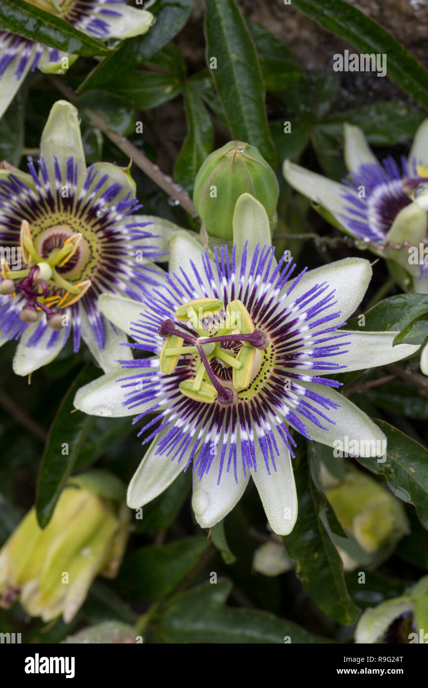 Fiore della passione; Isole Scilly; Regno Unito Foto Stock