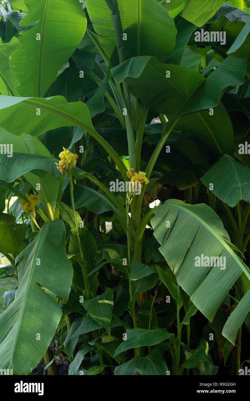 Sullo sfondo di un verde foglia di banano in natura con la luce diurna Foto Stock