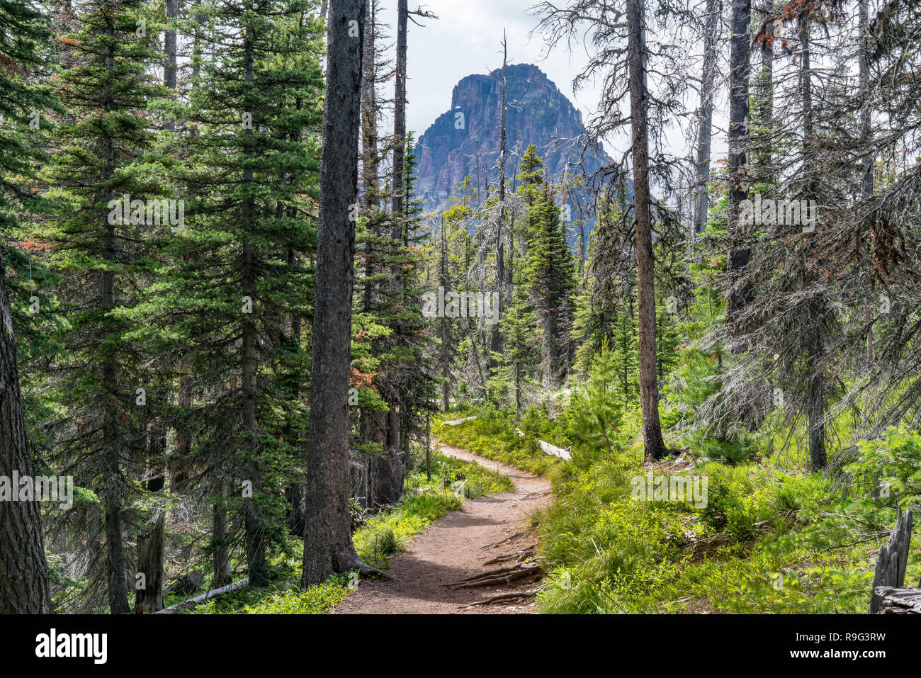 Sentiero escursionistico attraverso la Forst vicino a due medicina nel Parco Nazionale di Glacier, Montana Foto Stock