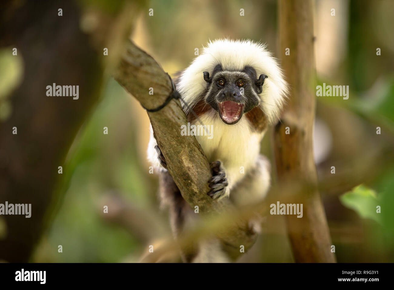 Il cotone Top Tamarin scimmia, Saguinus oedipus, con bocca aperta, seduta Foto Stock