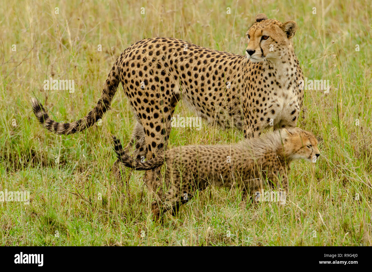 Madre e cub ghepardo (Acinonyx jubatus) in Tanzania, Africa. La IUCN elenca il ghepardo come vulnerabili. Foto Stock
