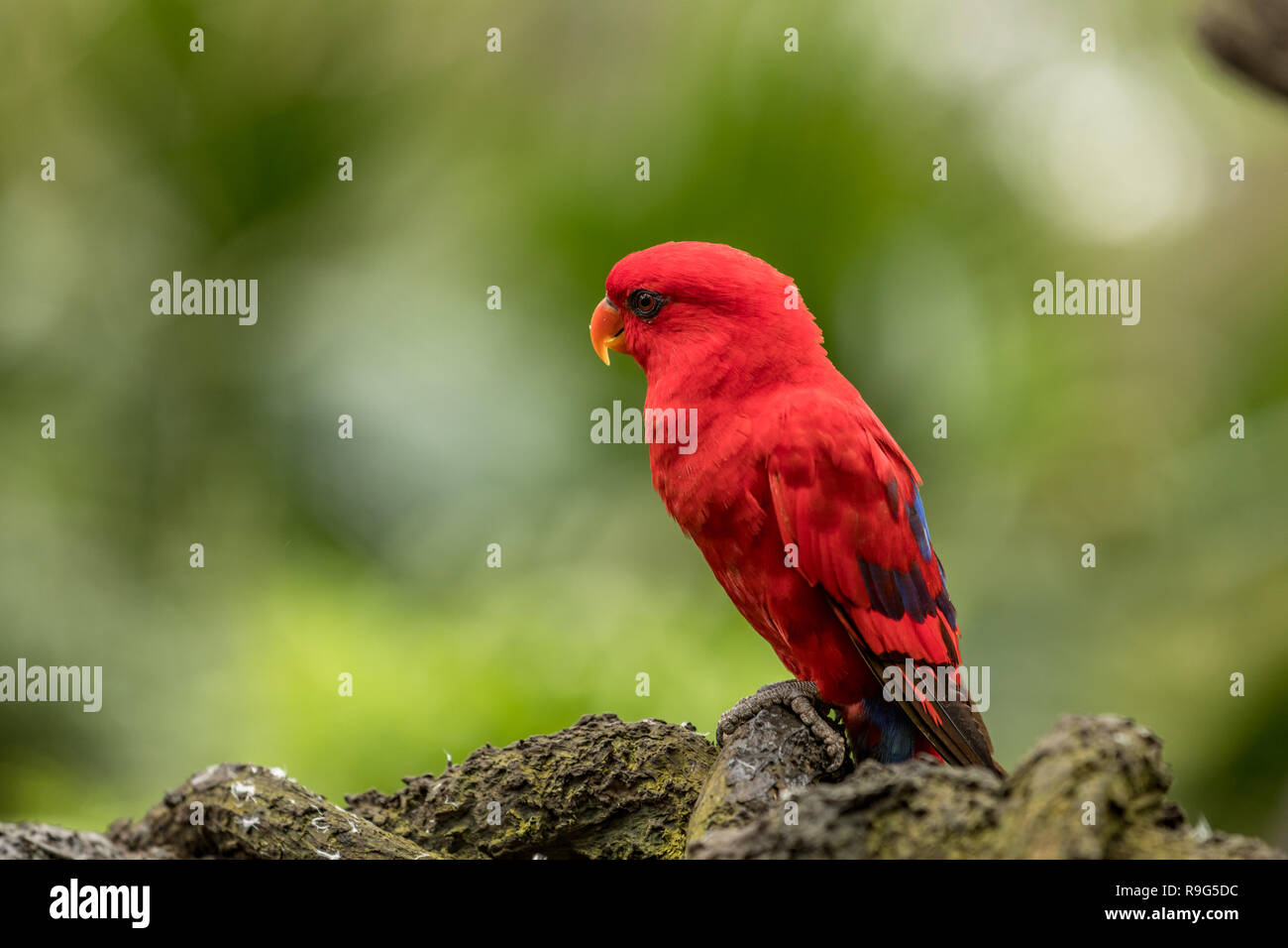 Red Lory, Eos bornea. Ritratto di un piccolo pappagallo colorato seduto su un ramo. Foto Stock
