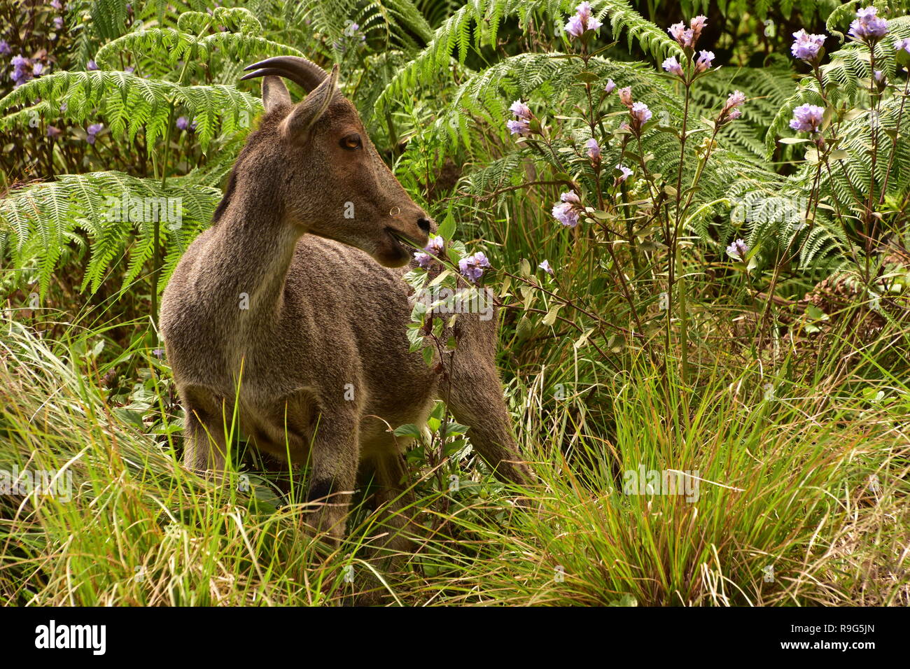 Nilgiri Thar e fiori Neelakurinji a Eravikulam National Park, Munnar Kerala, India Foto Stock