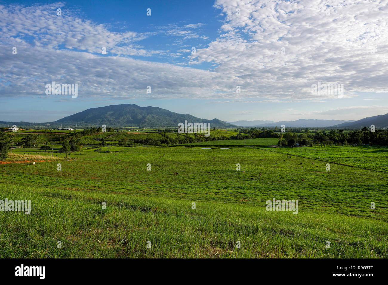 Rurale scena di lussureggianti e verdi paddock e di vacche con montagne in backgrond in Australia Foto Stock