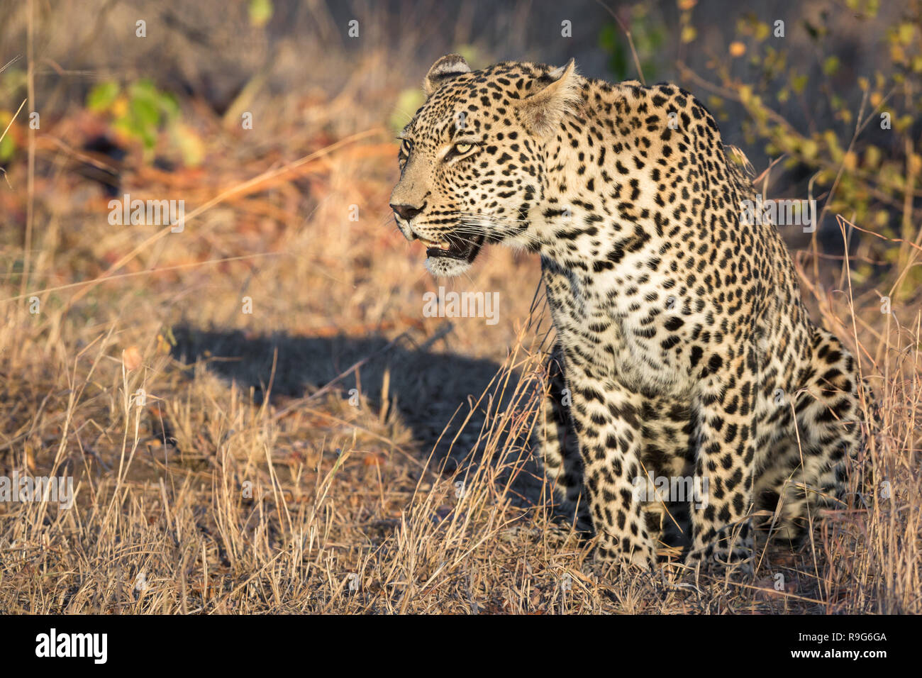 Maschio enorme leopard scouting per la preda. Foto Stock