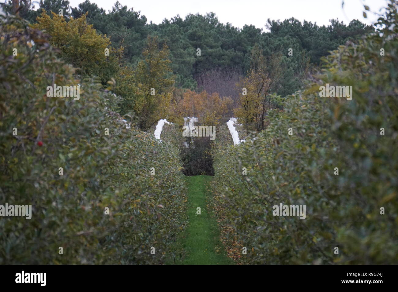 Filari di alberi di mele dopo la raccolta con il bianco chiaro reti memorizzate sulla parte superiore per l'inverno nei frutteti nel paese Foto Stock