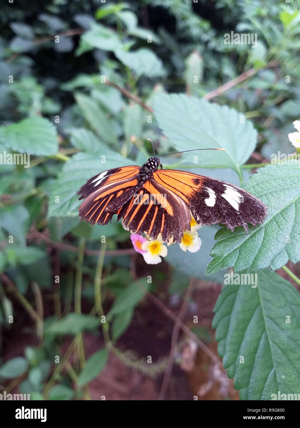Monarch, Danaus plexippus, butterfly nella natura habitat. Insetti di Nizza dal Messico. Butterfly nella foresta verde. Foto Stock