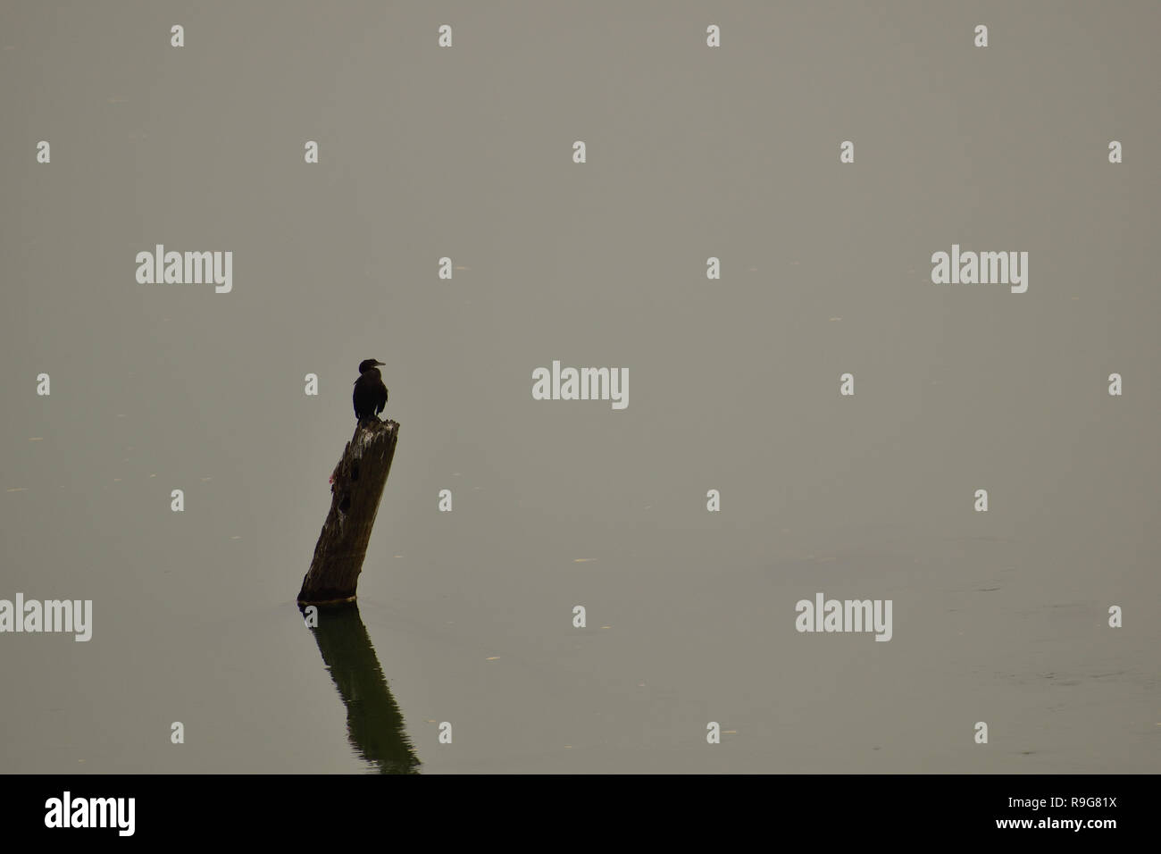 Bird seduto su un bambù sopra l'acqua di un fiume Foto Stock