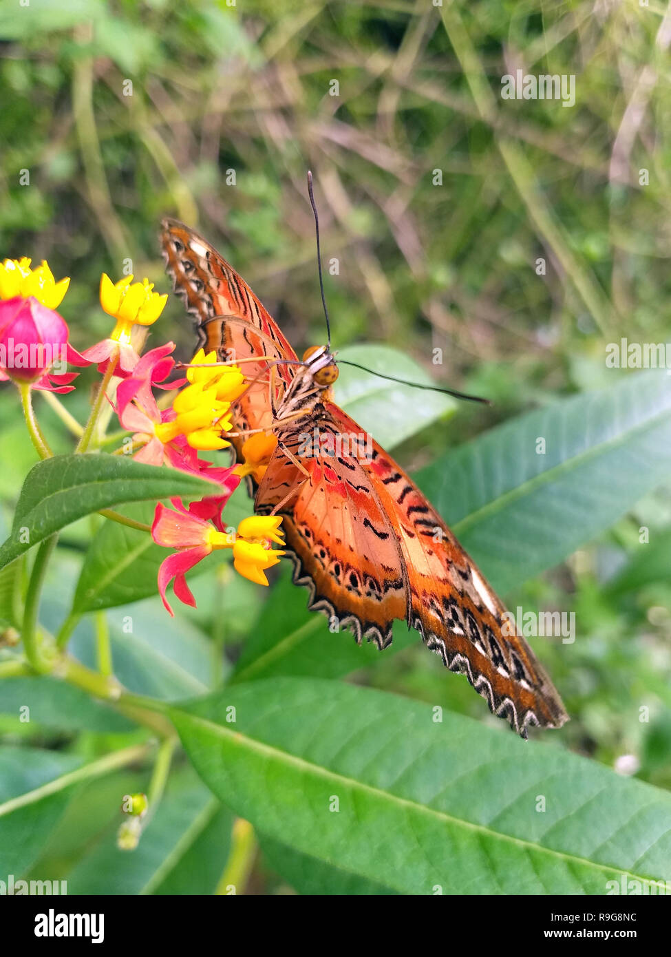 Monarch, Danaus plexippus, butterfly nella natura habitat. Insetti di Nizza dal Messico. Butterfly nella foresta verde. Foto Stock