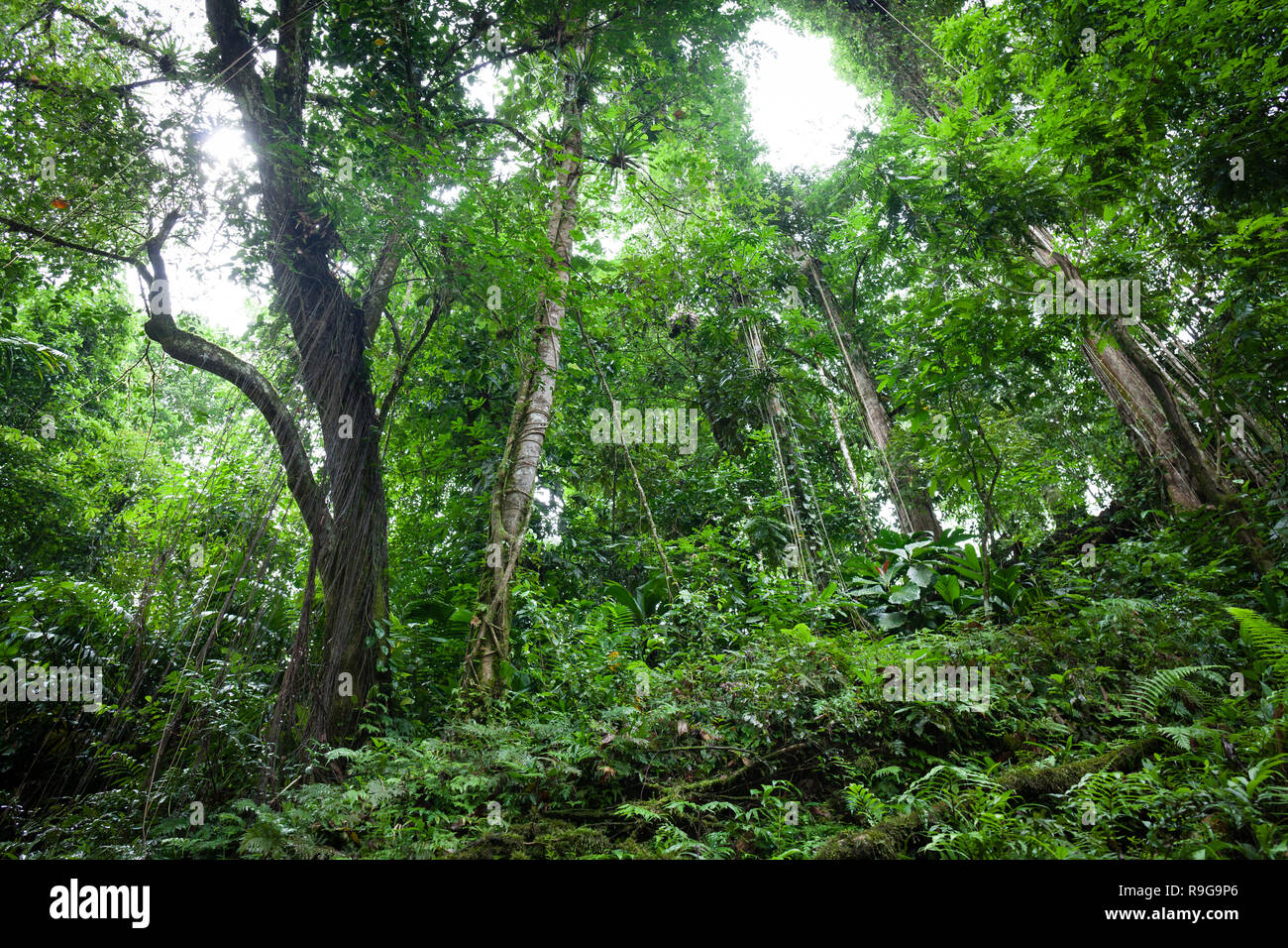 La densa foresta pluviale nei dintorni di Puerto Viejo fiume. Heredia provincia. Costa Rica. Foto Stock