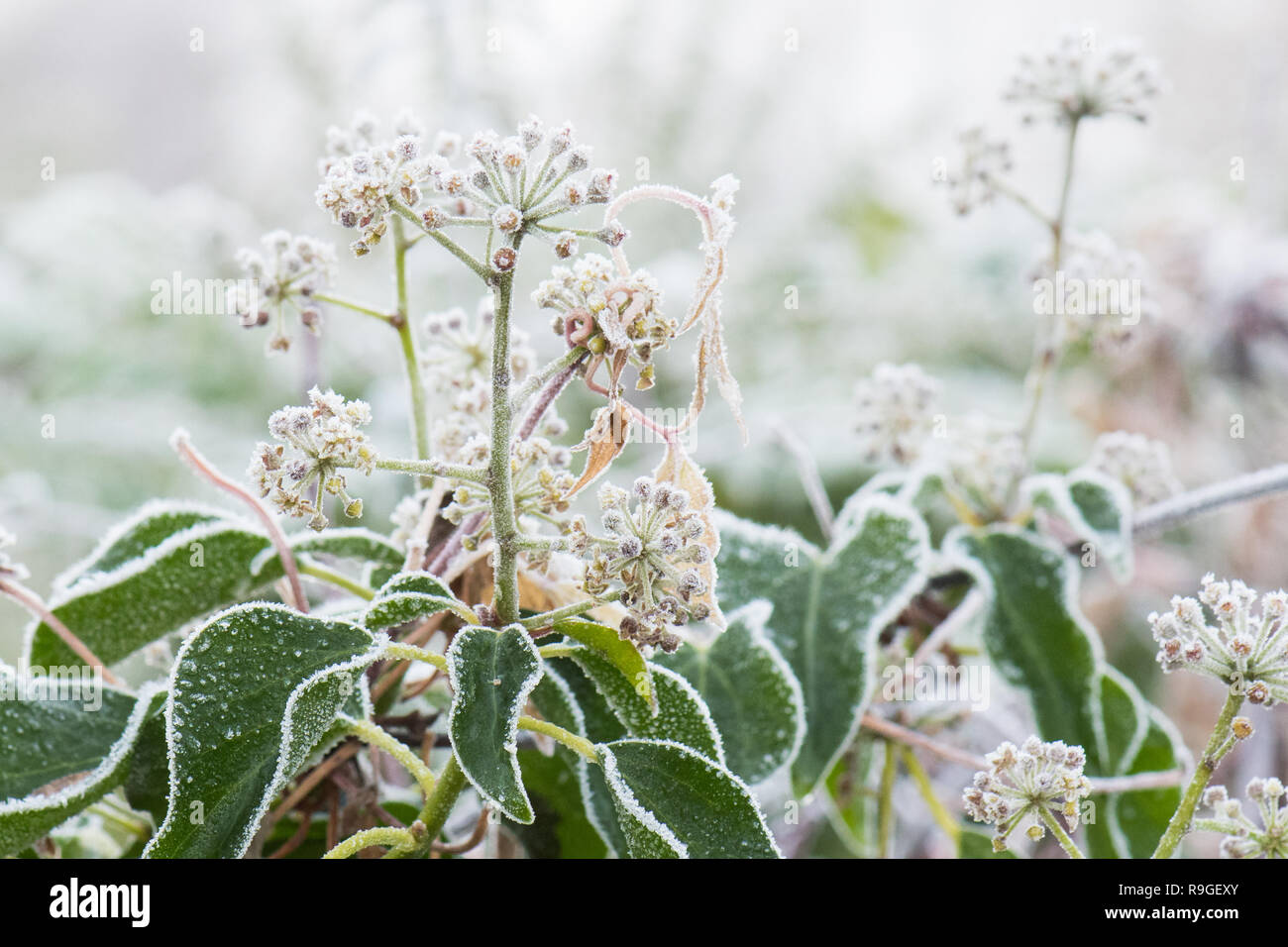 Stirlingshire, Scotland, Regno Unito. 24 dicembre, 2018. Regno Unito - previsioni del tempo - fiori di Edera coperto di brina in una nebbiosa e freddo mattino della vigilia di Natale in Stirlingshire. Credito: Kay Roxby/Alamy Live News Foto Stock