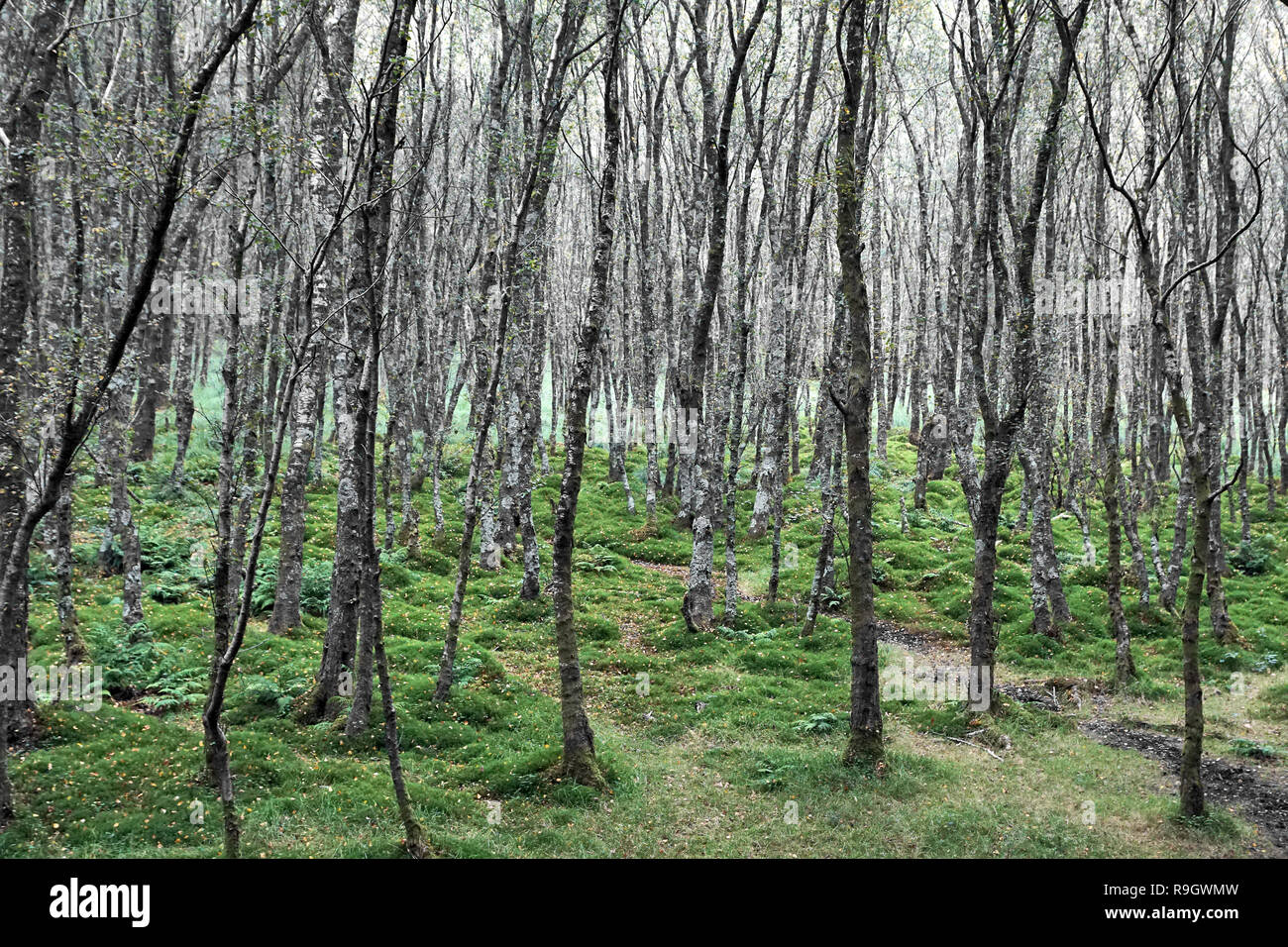 Irish bosco di betulle, a Glendalough Foto Stock