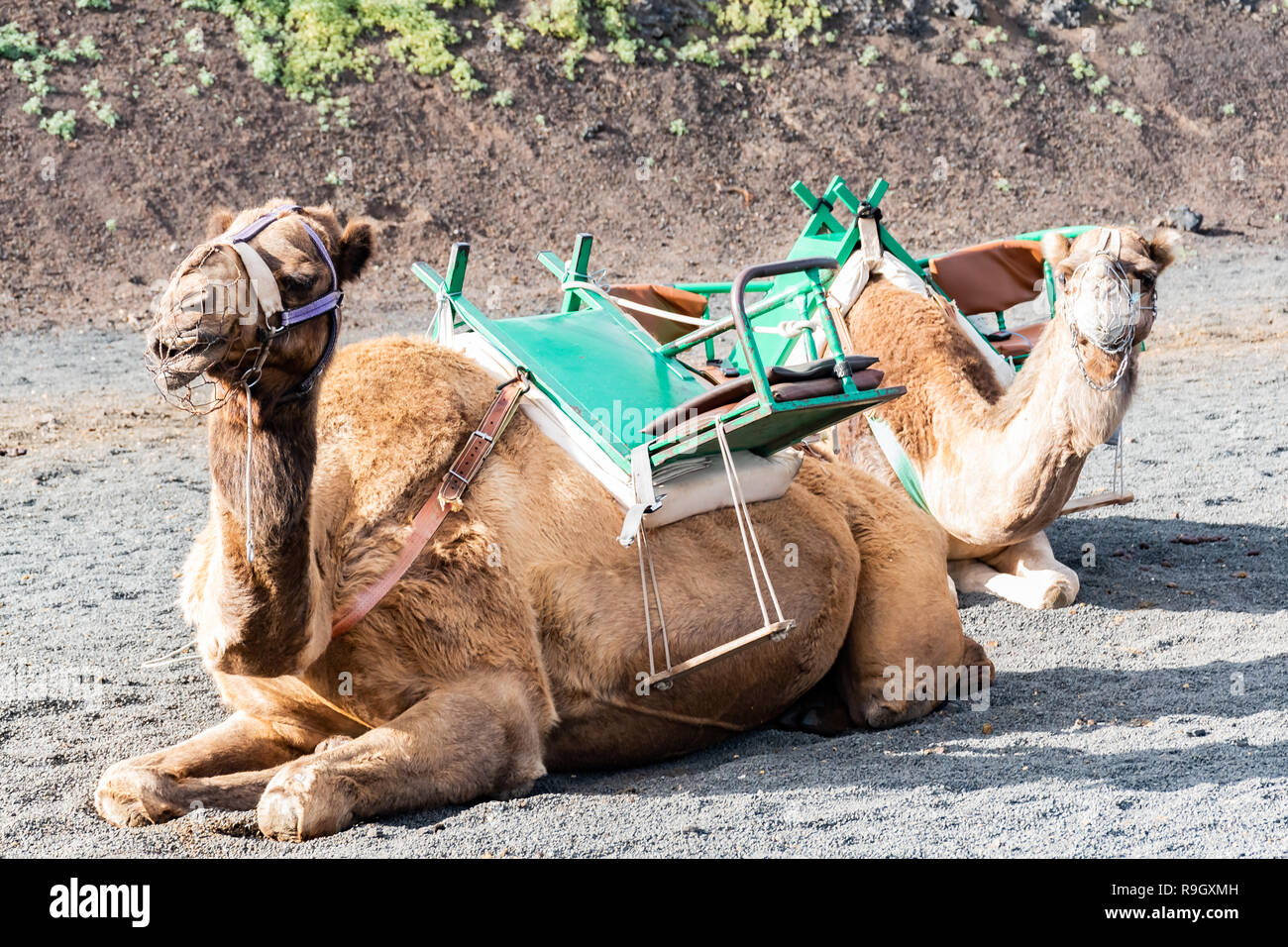 Cammelli presso la famosa Echadero de Camellos del Parco Nazionale di Timanfaya sull'isola vulcanica di Lanzarote, Isole Canarie, Spagna. Foto Stock
