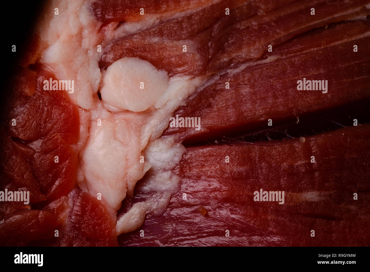 Red raw di carne di manzo con frammento di grasso bianco, macro close up, la cottura e il concetto di nutrizione Foto Stock