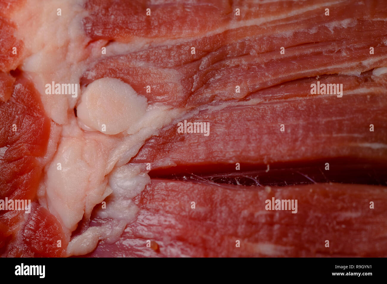 Red raw di carne di manzo con frammento di grasso bianco, macro close up, la cottura e il concetto di nutrizione Foto Stock