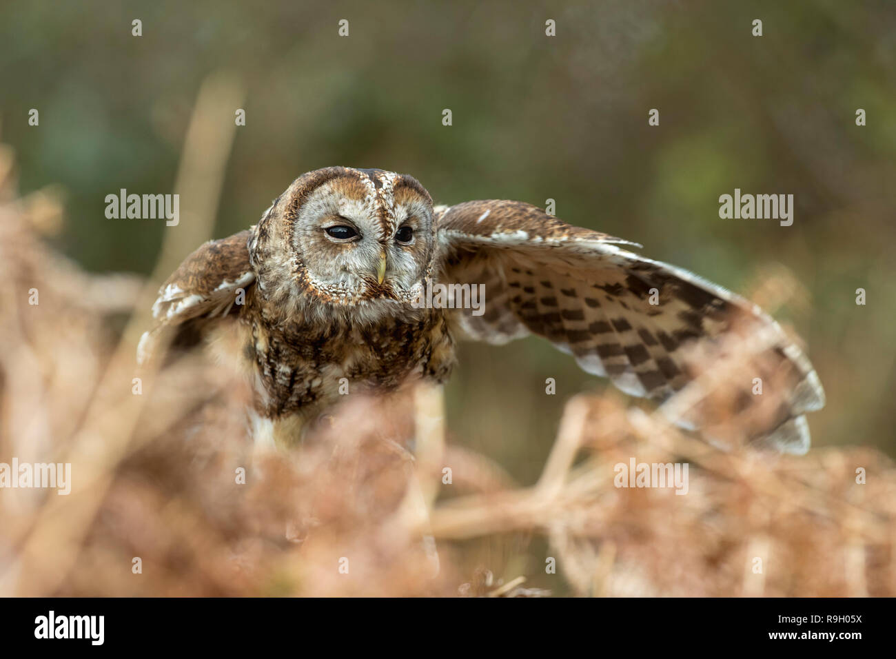 Allocco; Strix aluco unica ala Stretching Cornwall, Regno Unito Foto Stock