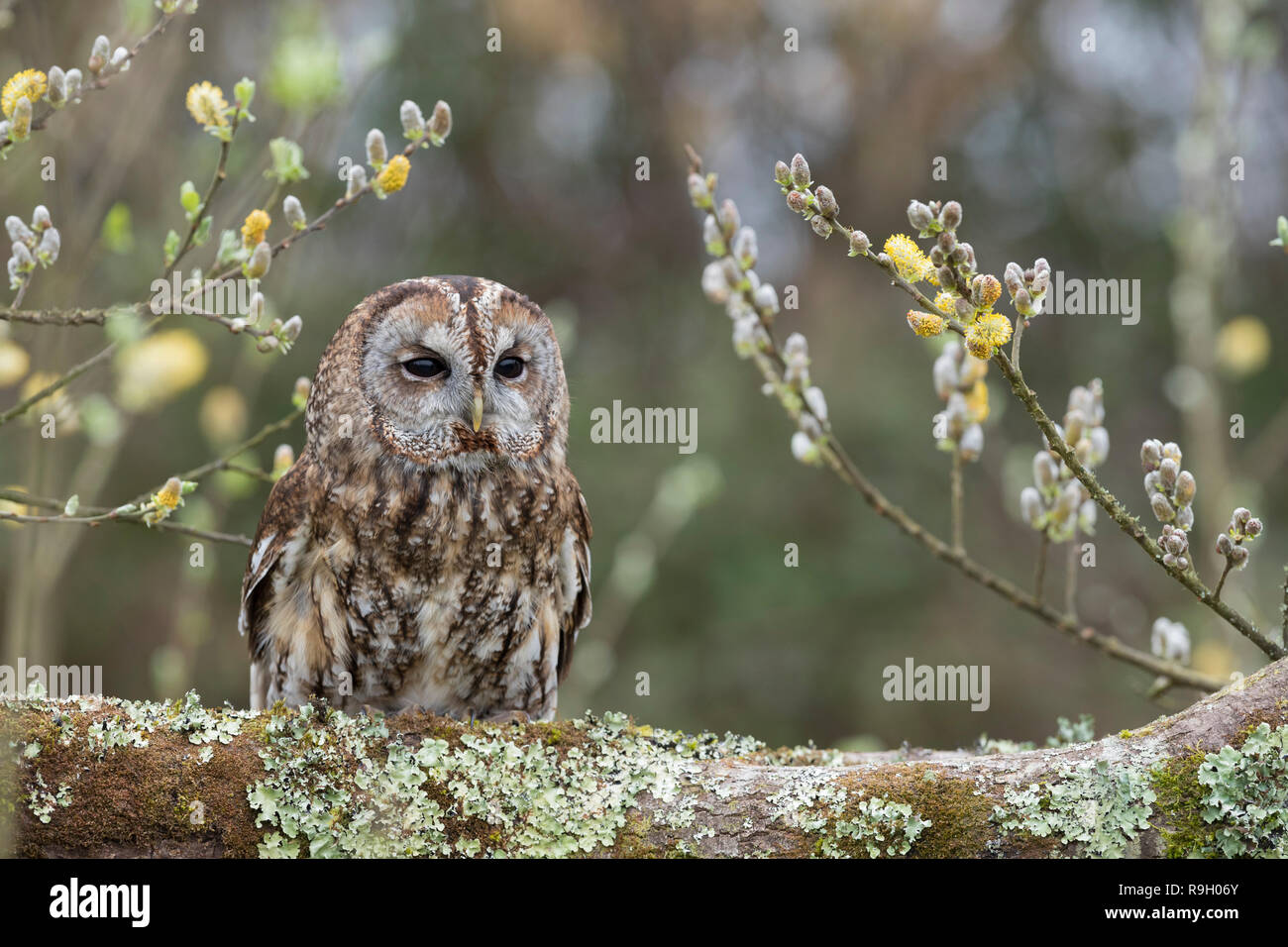 Allocco; Strix aluco singolo con Willow Cornwall, Regno Unito Foto Stock