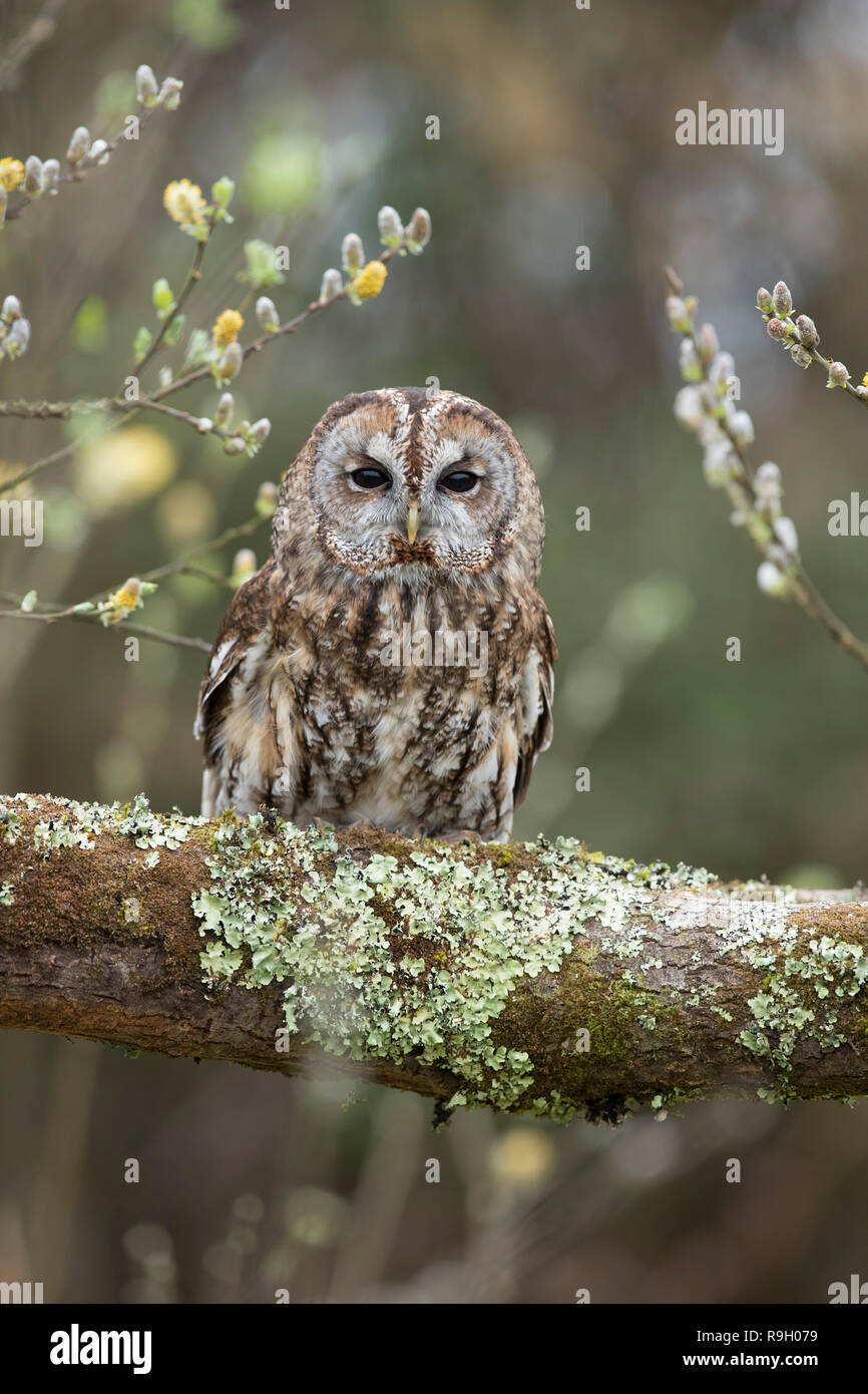 Allocco; Strix aluco singolo con Willow Cornwall, Regno Unito Foto Stock
