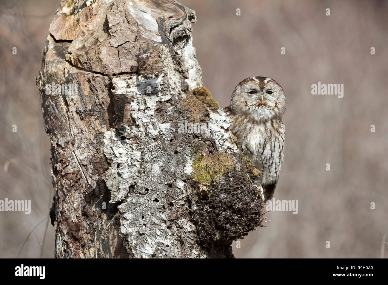 Allocco; Strix aluco singolo albero in Cornovaglia; Regno Unito Foto Stock