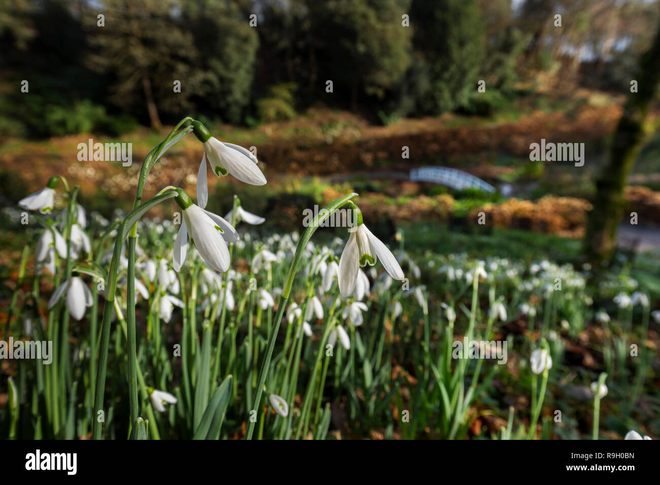 Giardino Trebah; Snowdrops; inverno; Cornovaglia; Regno Unito Foto Stock