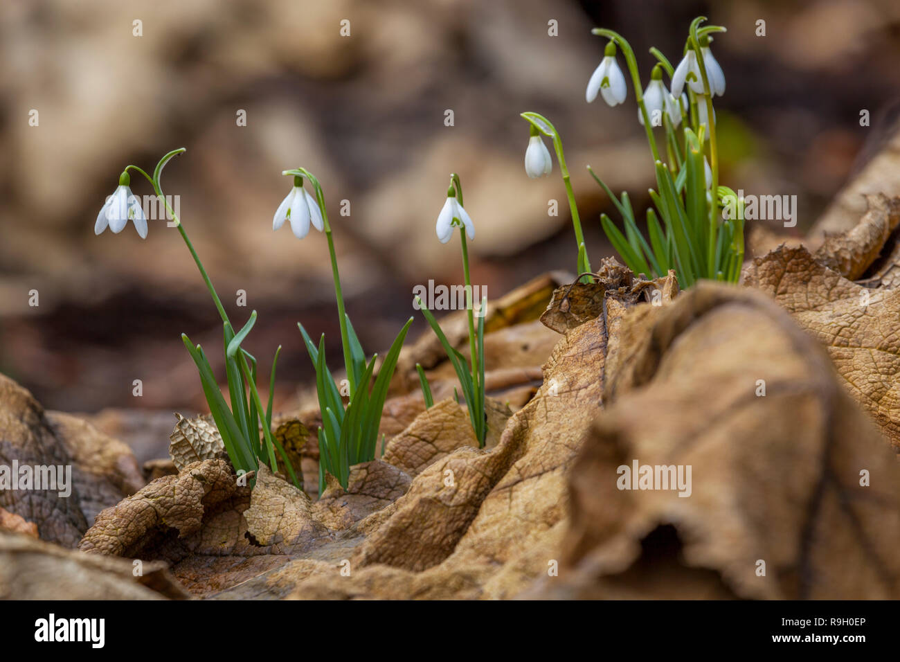 Snowdrops; fioritura a Trebah giardino; Cornovaglia; Regno Unito Foto Stock