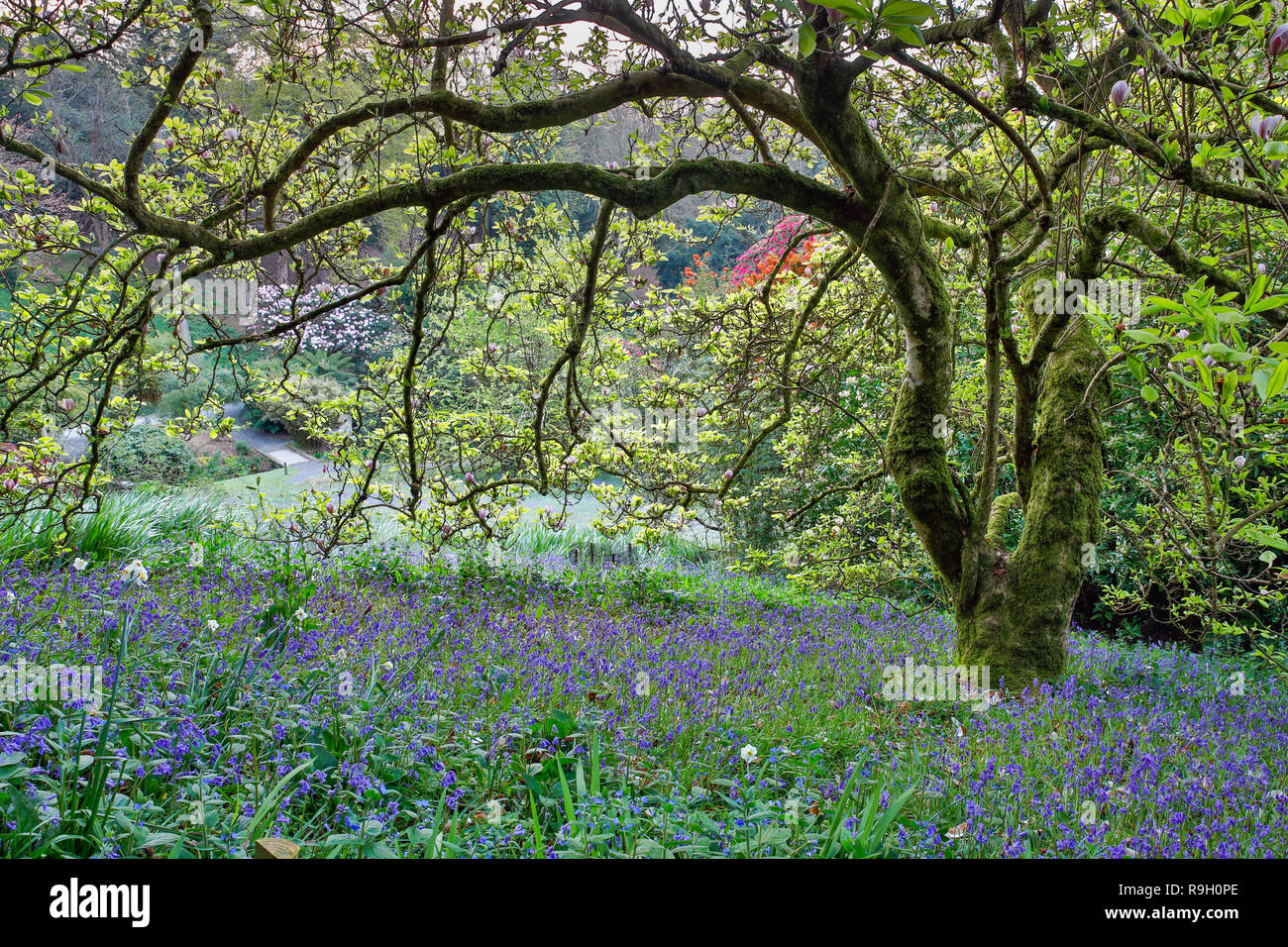 Giardino Trebah; la molla; Cornovaglia; Regno Unito Foto Stock