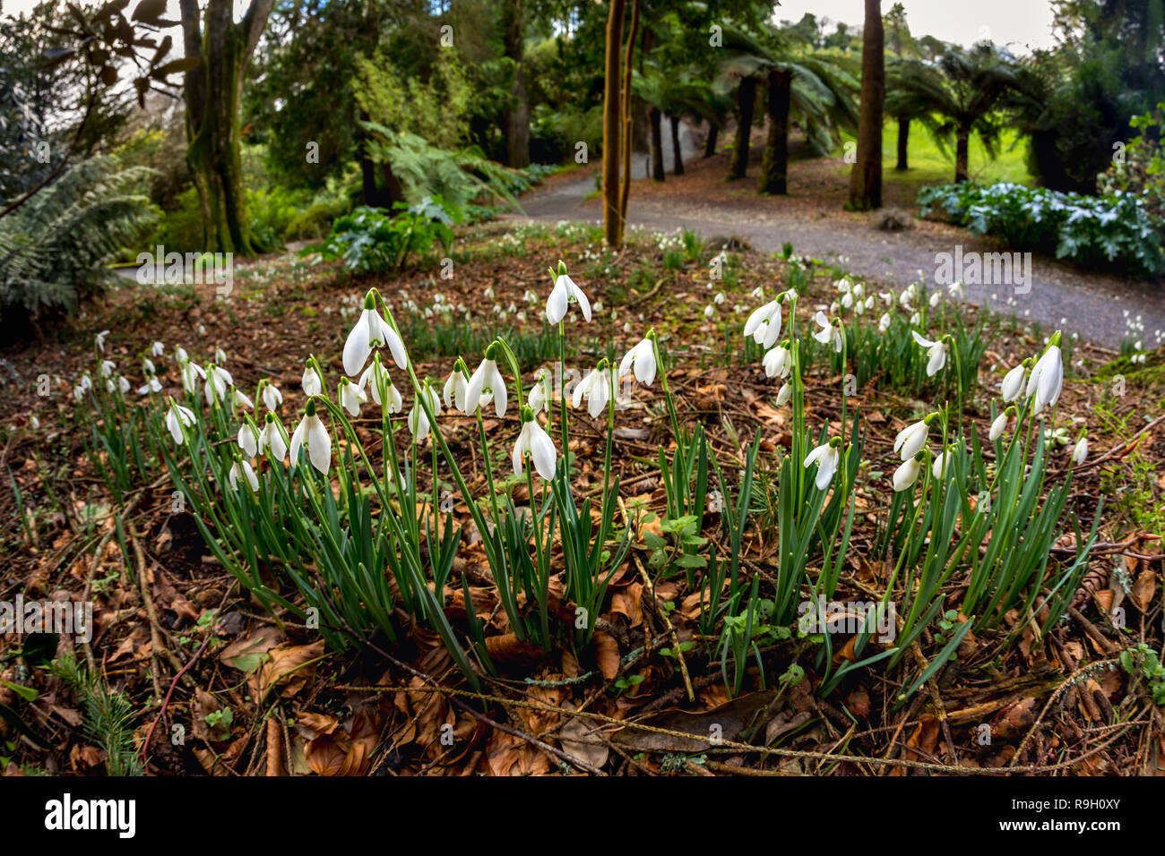 Giardino Trebah; Snowdrops; inverno; Cornovaglia; Regno Unito Foto Stock