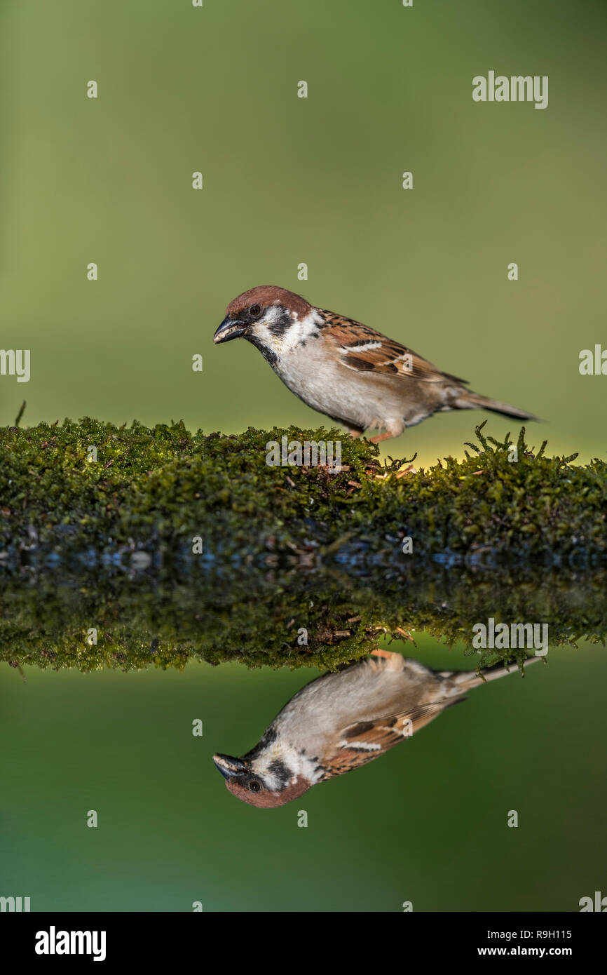 Tree Sparrow; Passer montanus Ungheria Foto Stock