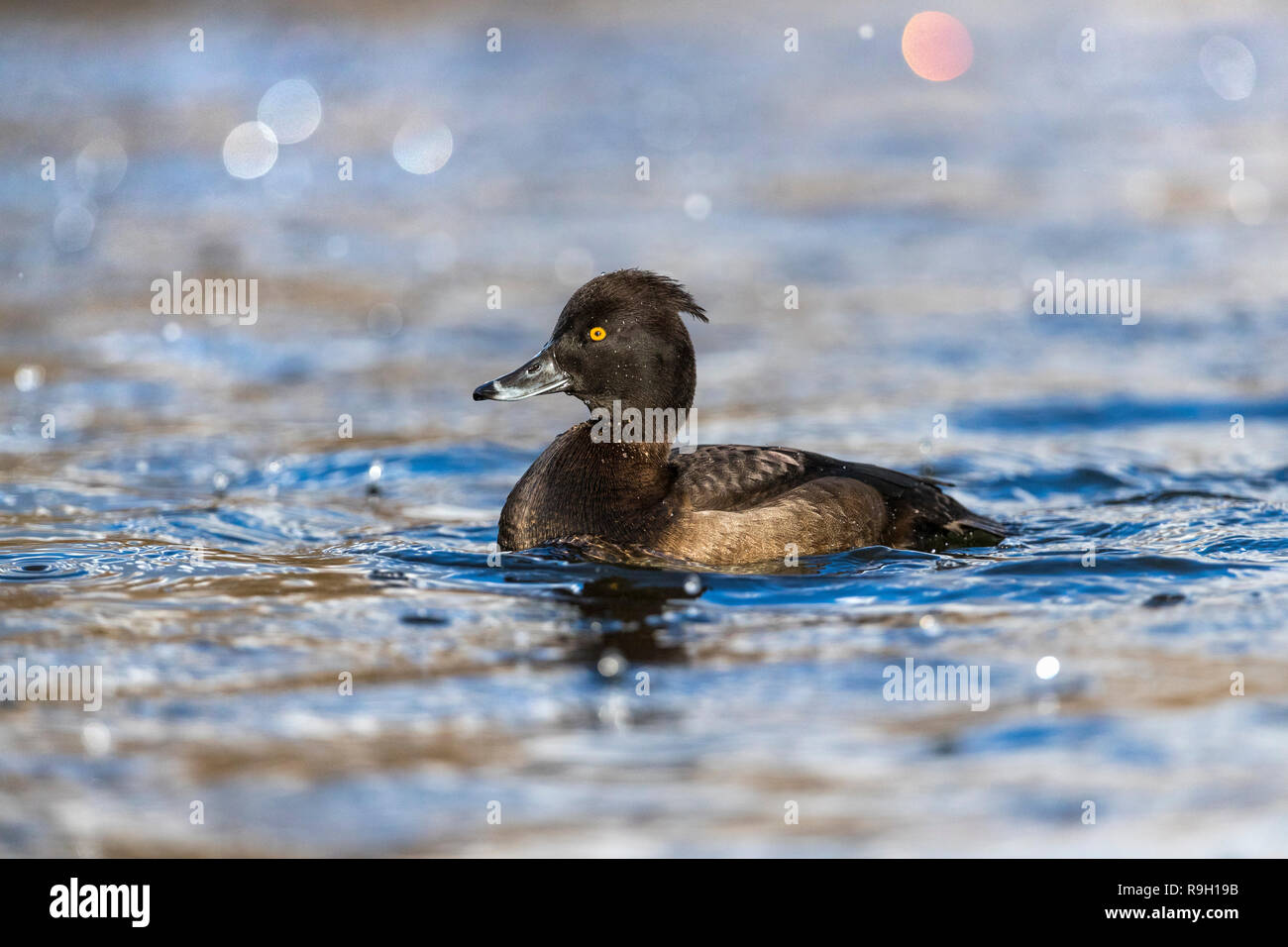 Moretta; Aythya fuligula femmina singolo Cornwall, Regno Unito Foto Stock