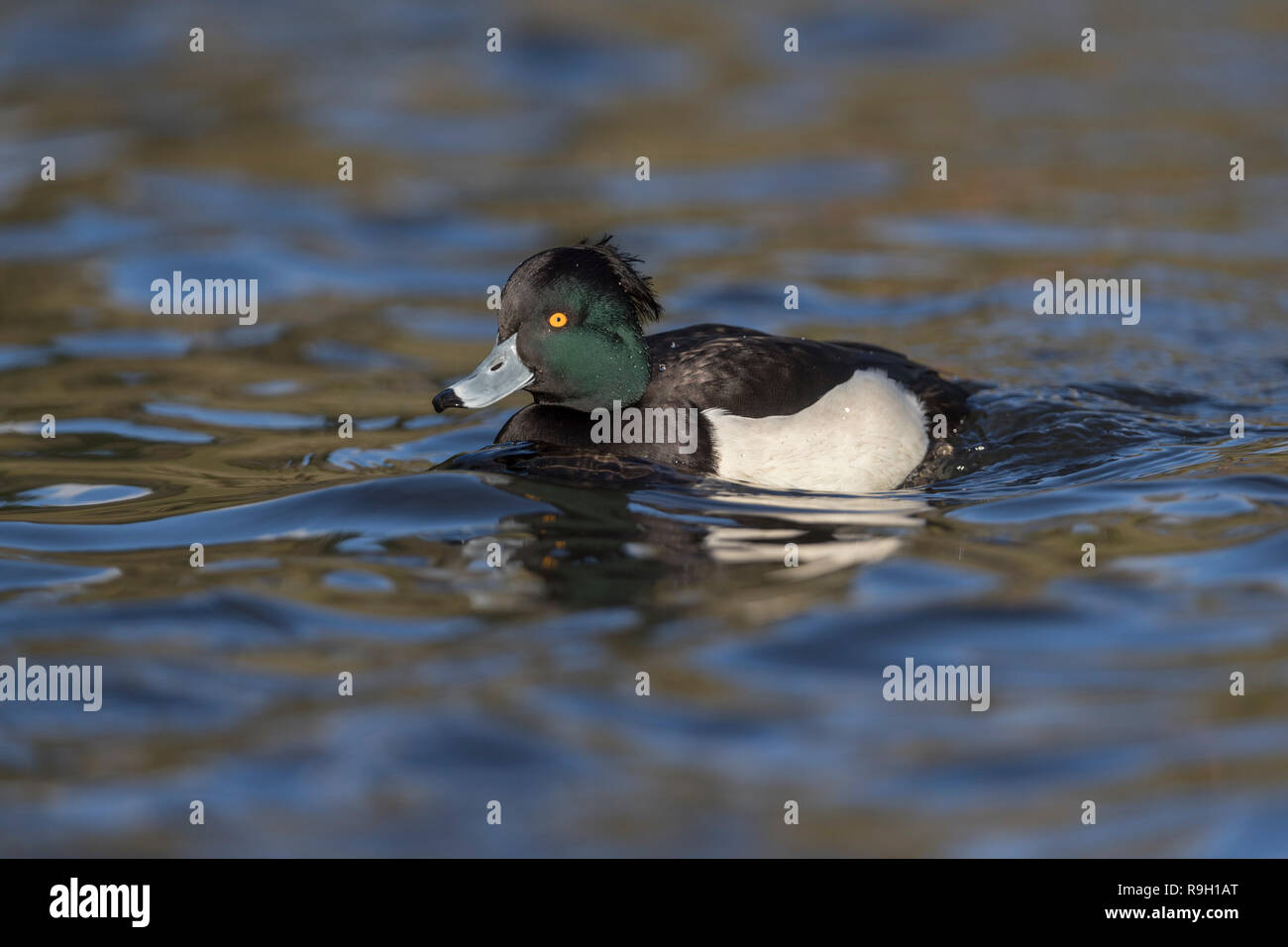Moretta; Aythya fuligula maschio singolo Cornwall, Regno Unito Foto Stock