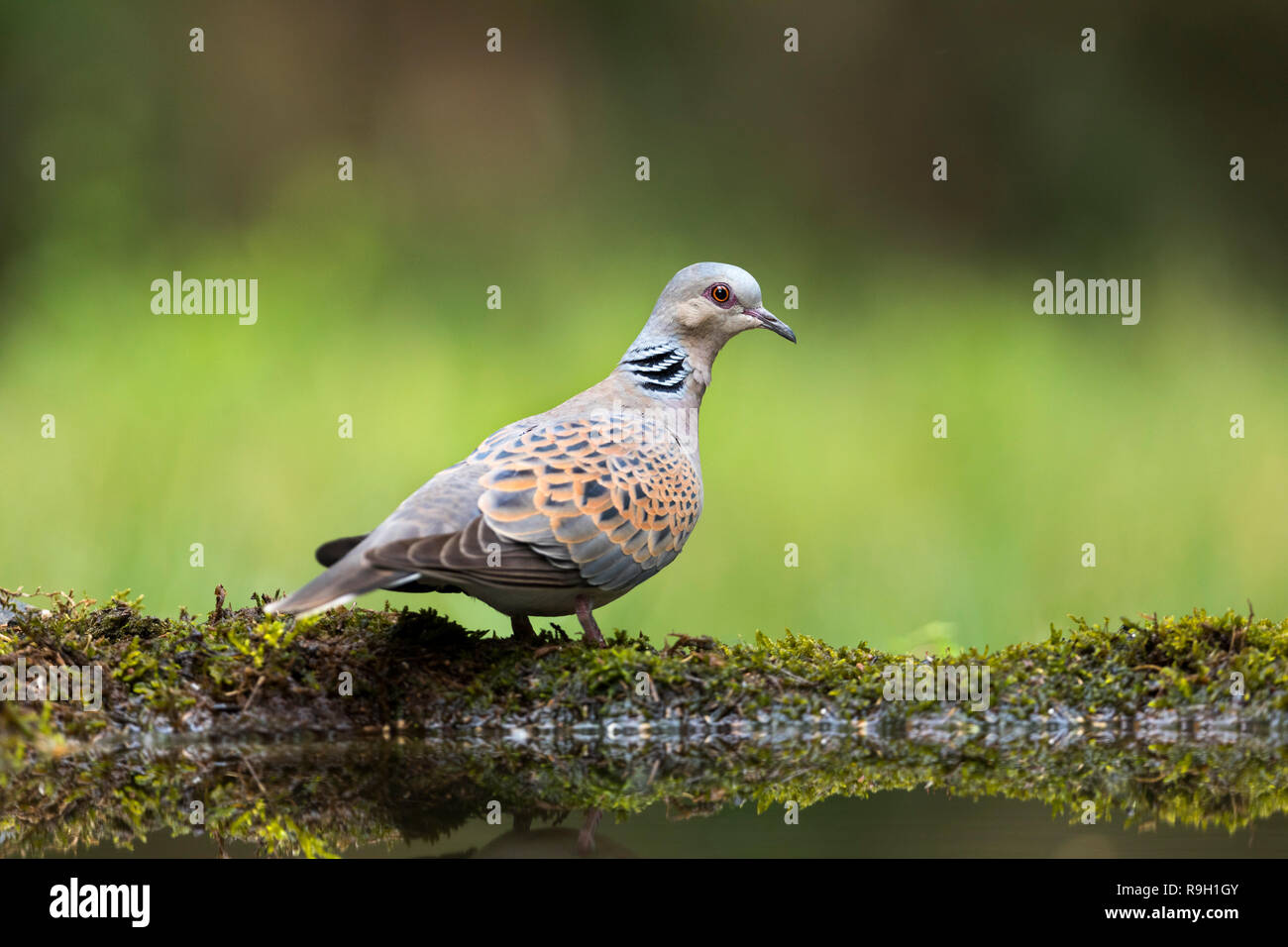 La tortora; Streptopelia turtur Ungheria Foto Stock