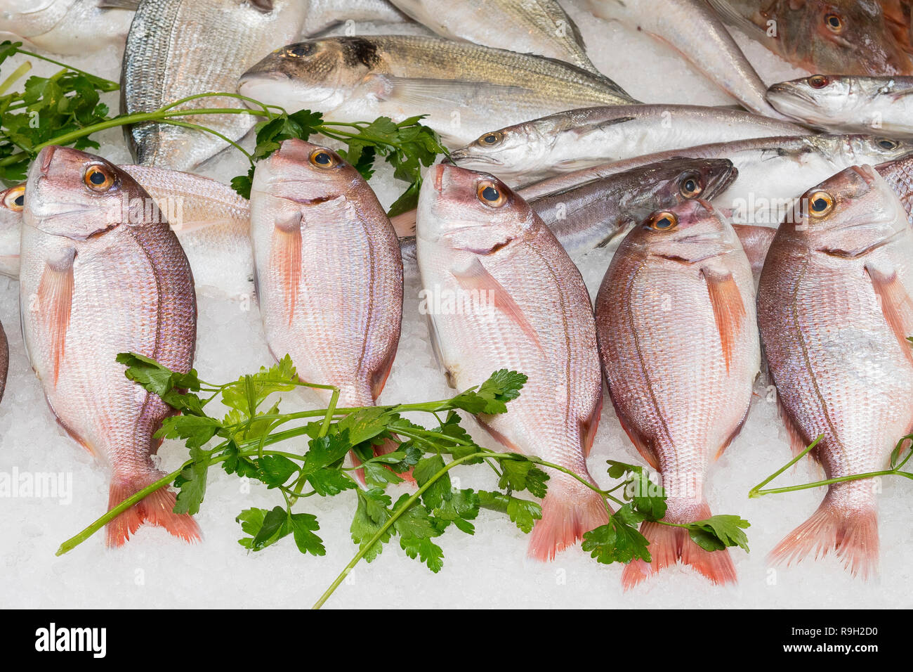 Fresca pandora comune (Pagellus erythrinus) su ghiaccio per la vendita in un mercato del pesce Foto Stock