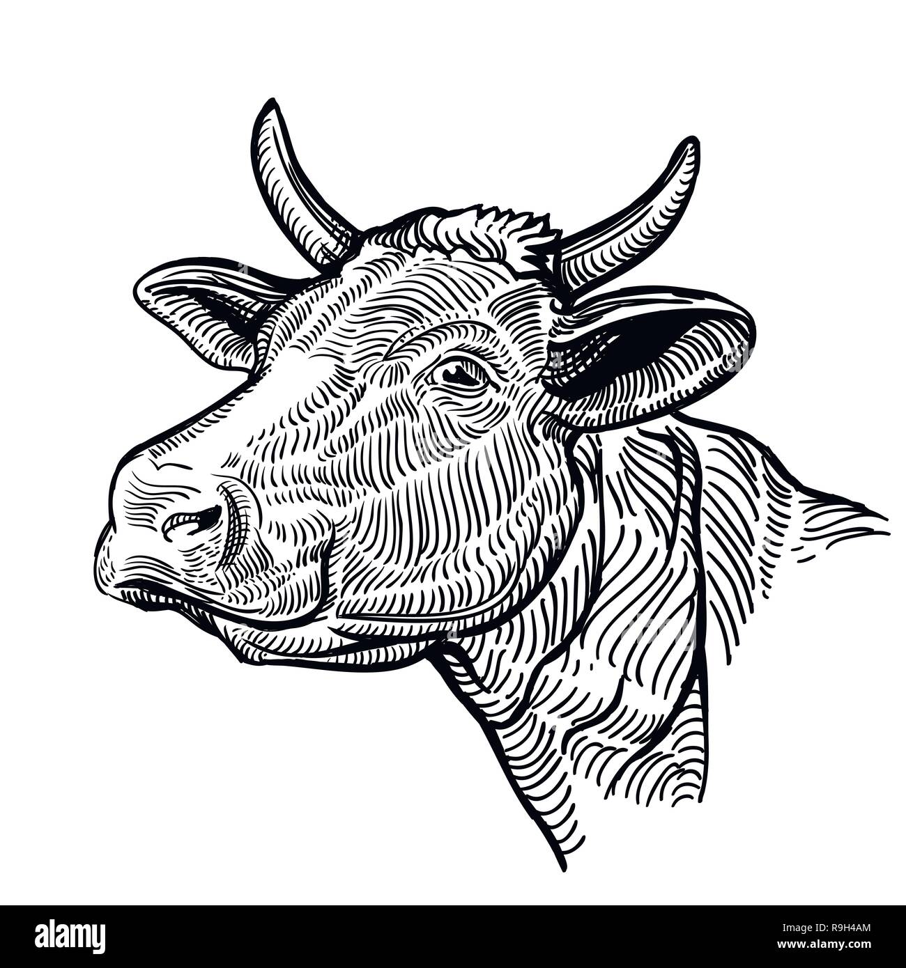 Testa di vacca, in uno stile grafico. Illustrazione Vintage isolati su sfondo bianco. Muso di mucca Illustrazione Vettoriale