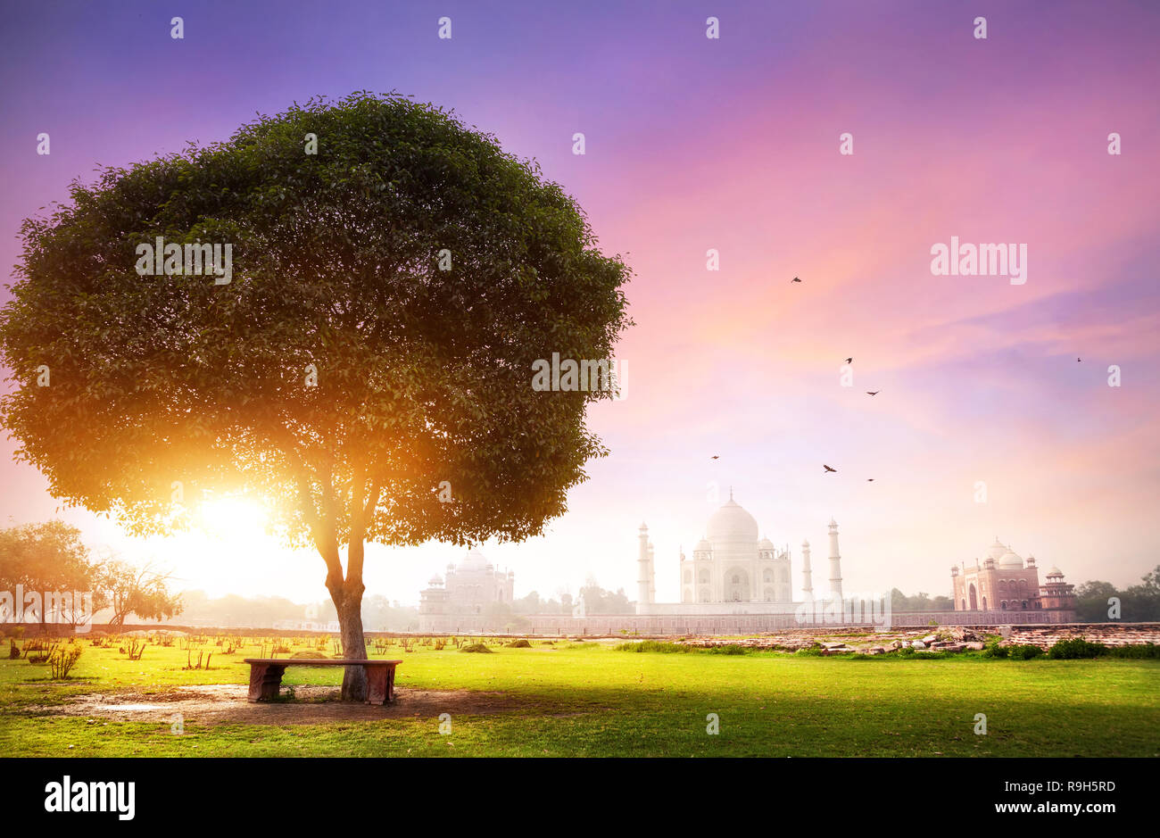 Taj Mahal vista da Mehtab Bagh giardino all'alba con cielo viola in Agra, Uttar Pradesh, India Foto Stock