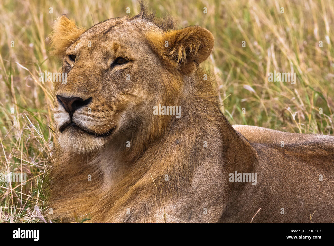 Giovane leone nella savana. Re in futuro. Masai Mara, Kenya. Foto Stock