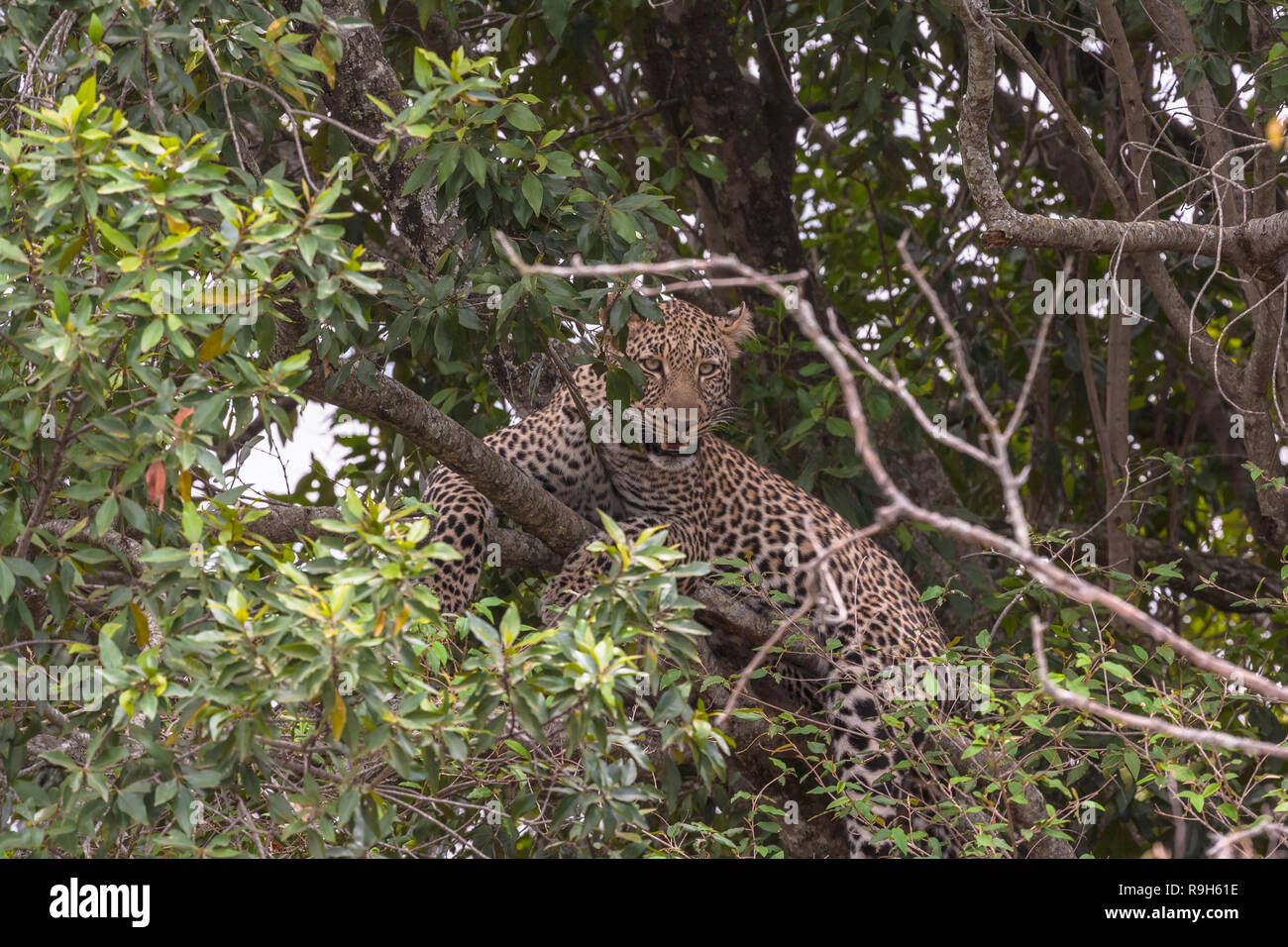 Il Leopard in attesa della preda. Sulla struttura ad albero. Masai Mara, Kenya Foto Stock