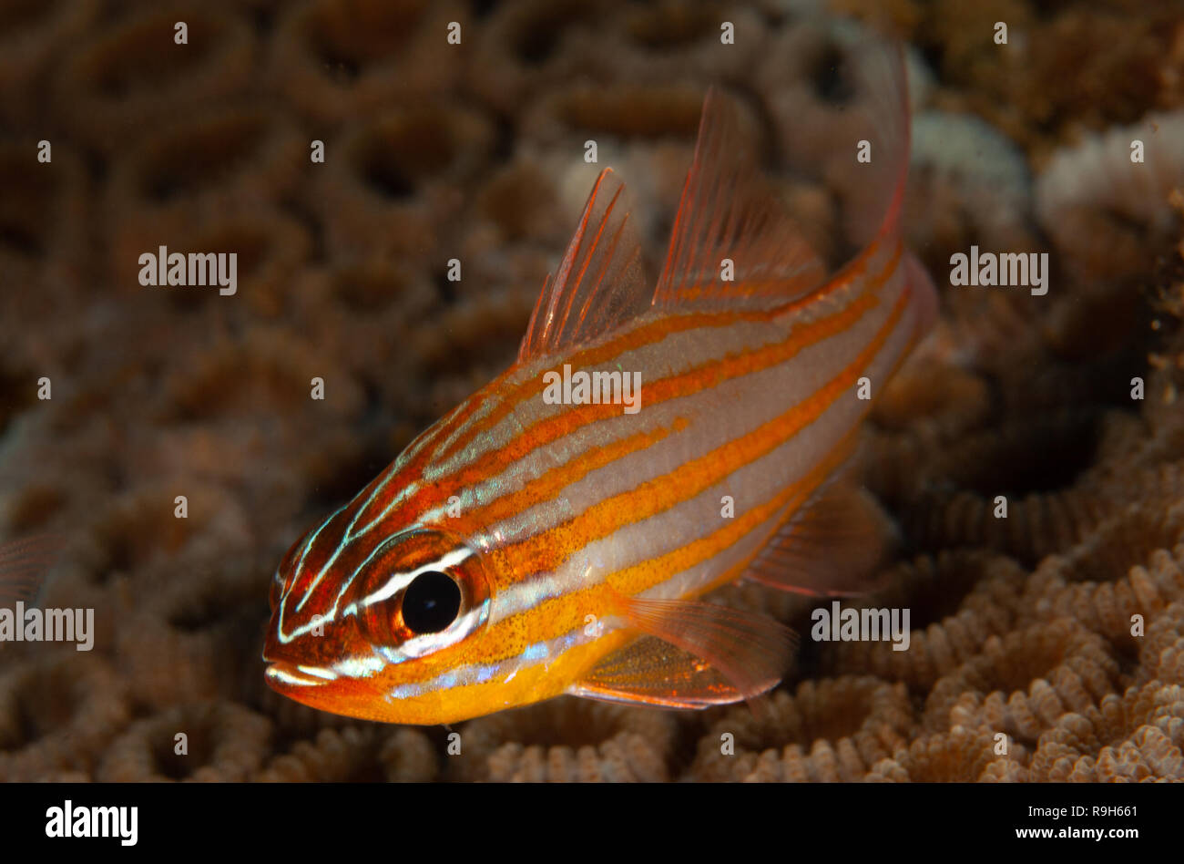 Un unico colore giallo-striped Cardinalfish sopra coralli vivi. Foto Stock