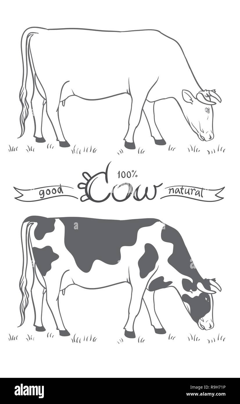 La mucca. Mucca mangiare erba. Mucca isolata, set di elementi del vettore Illustrazione Vettoriale