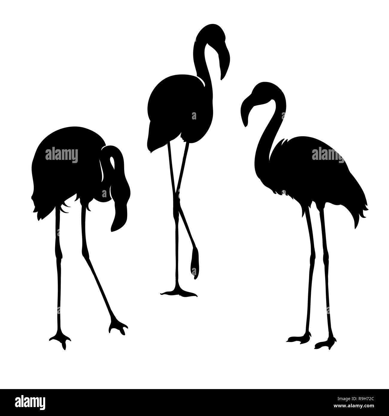 Flamingo isolato. Uccelli esotici. Silhouette tre flamingo, Piatto decorativo elemento di design Illustrazione Vettoriale