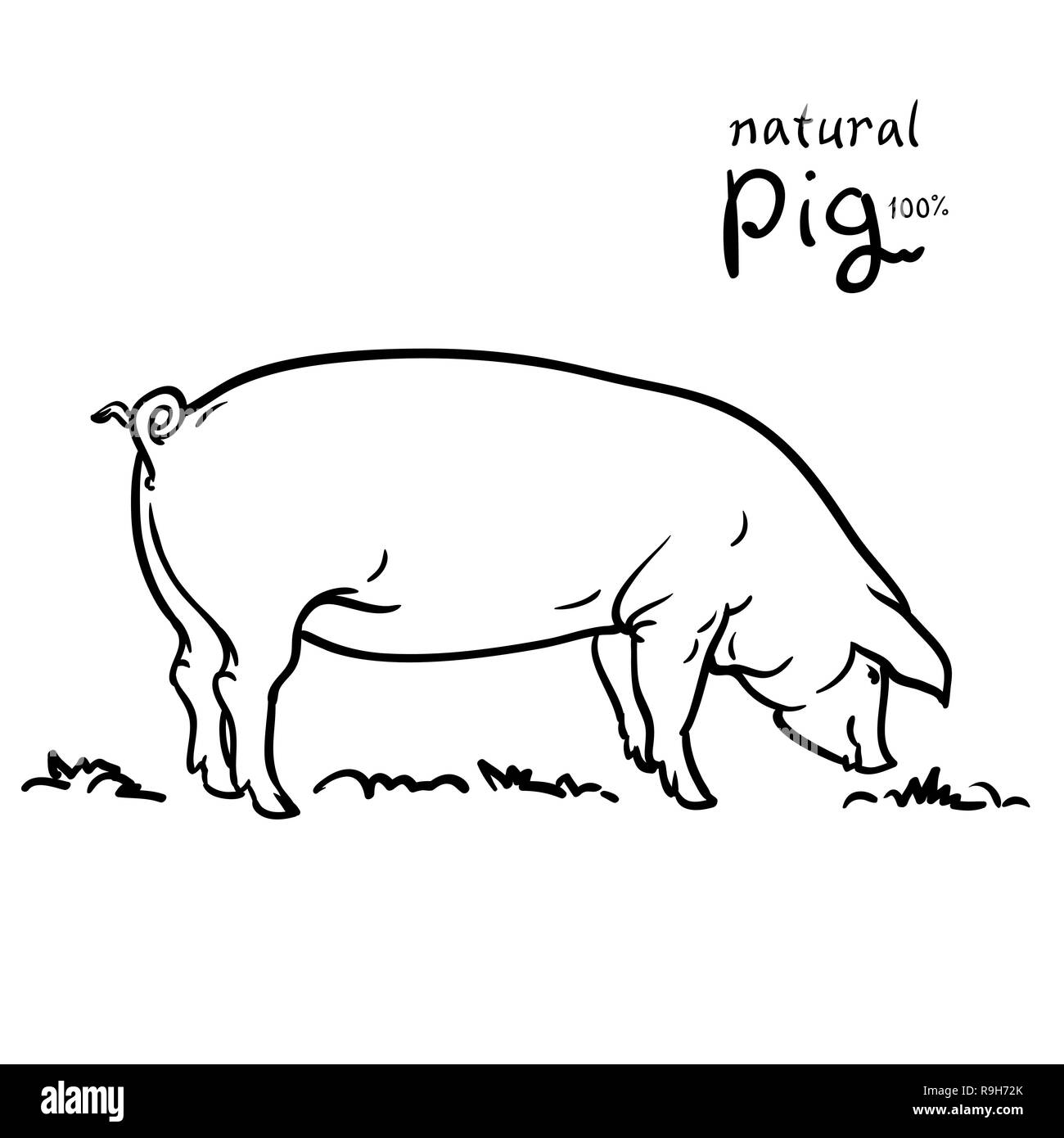 I suini di illustrazione vettoriale. Isolato su sfondo bianco. Pascolo Illustrazione Vettoriale