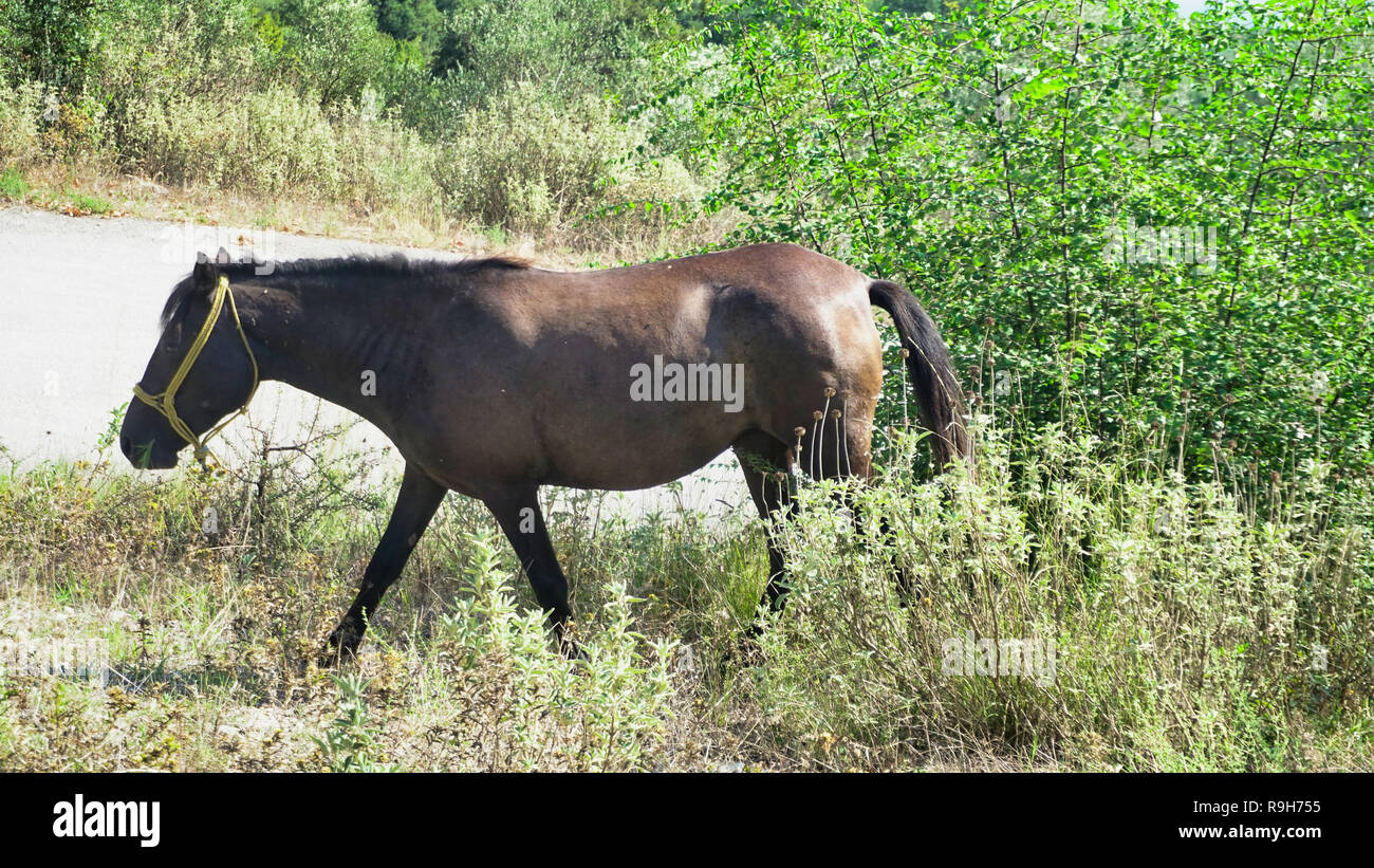 Nelle montagne della Grecia Foto Stock